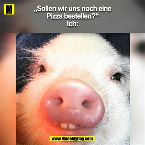 lustige tierbilder zum lachen|hausschweinchen zum lachen.